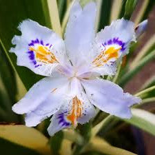 Bilde av Iris tectorum 'Cruella'-Spanne Plantesalg