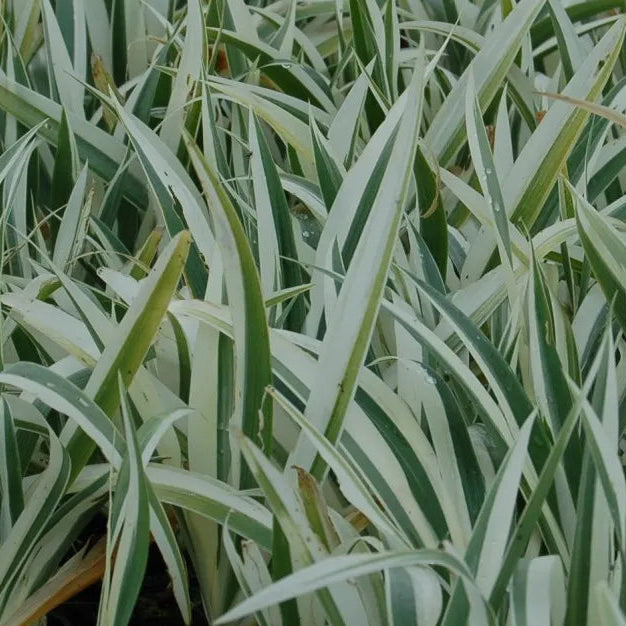 Iris tectorum 'Cruella' – Spanne Plantesalg