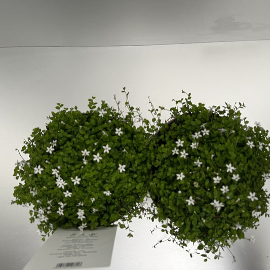 Bilde av Isotoma fluviatilis White Stars-Spanne Plantesalg