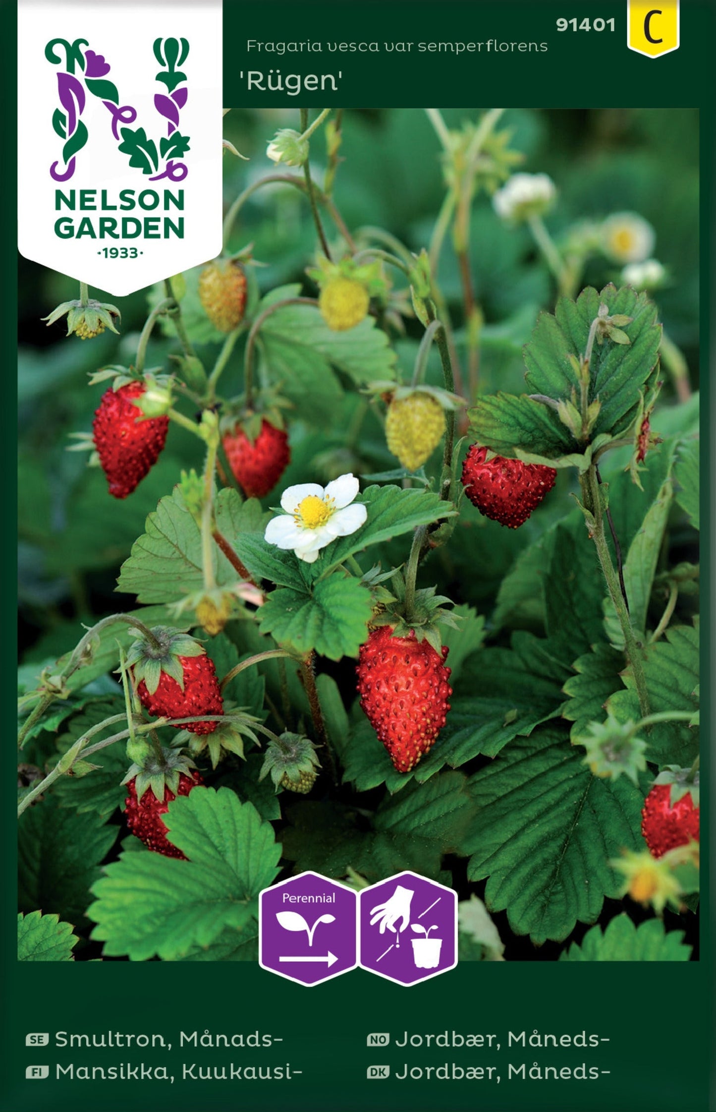 Bilde av Jordbær, Måneds-, Rügen-Spanne Plantesalg