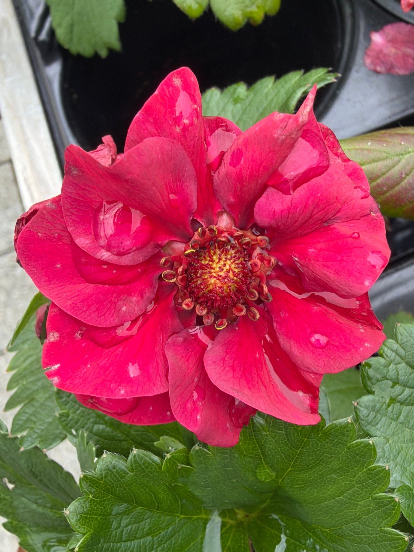 Bilde av Jordbær Summerbreeze rose-Spanne Plantesalg