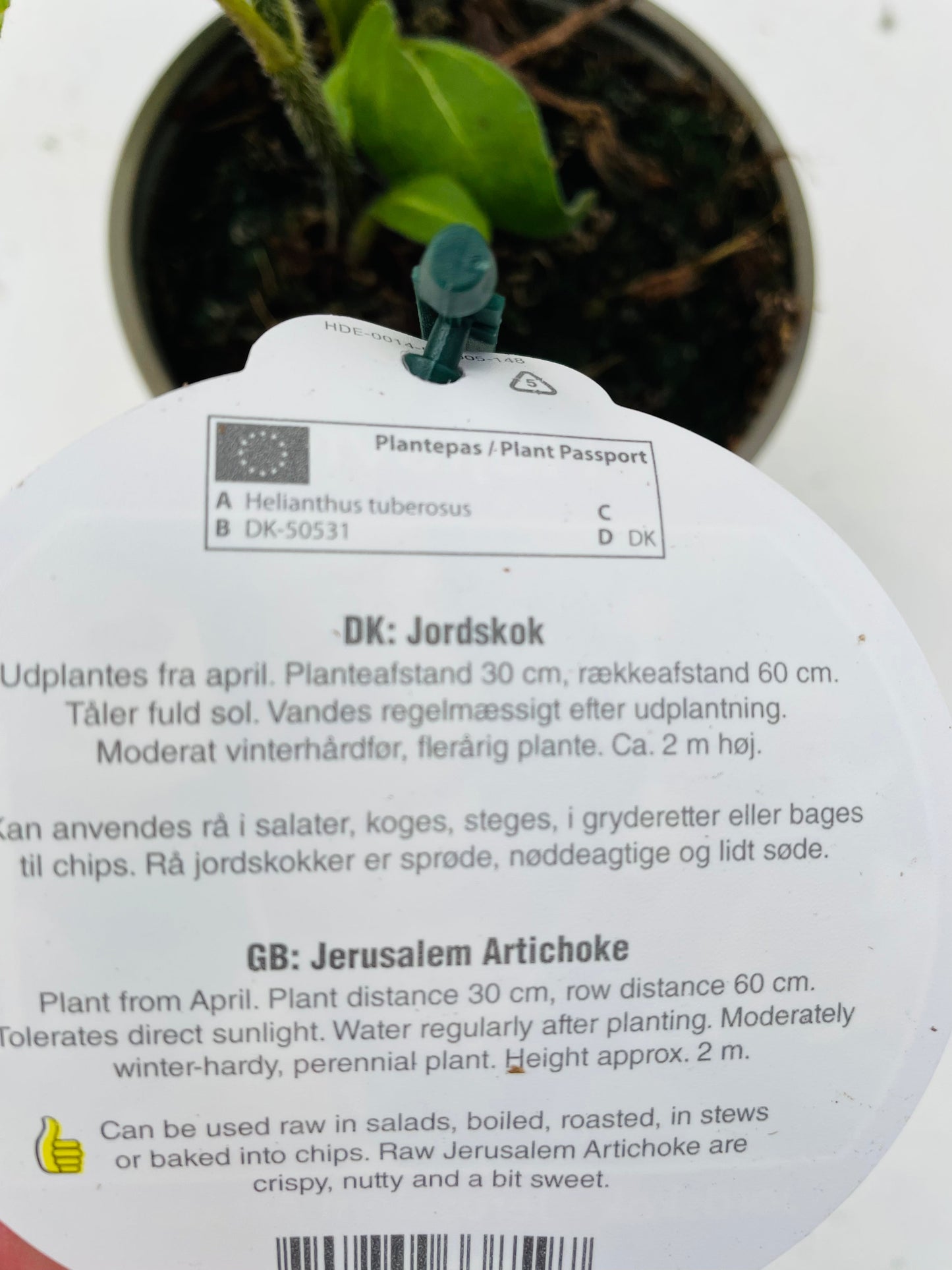 Bilde av Jordskokk 10 cm potte-Spanne Plantesalg