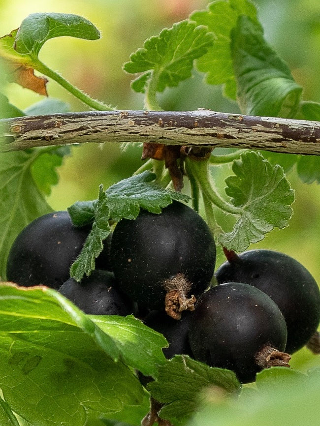 Bilde av Jostabær-Spanne Plantesalg