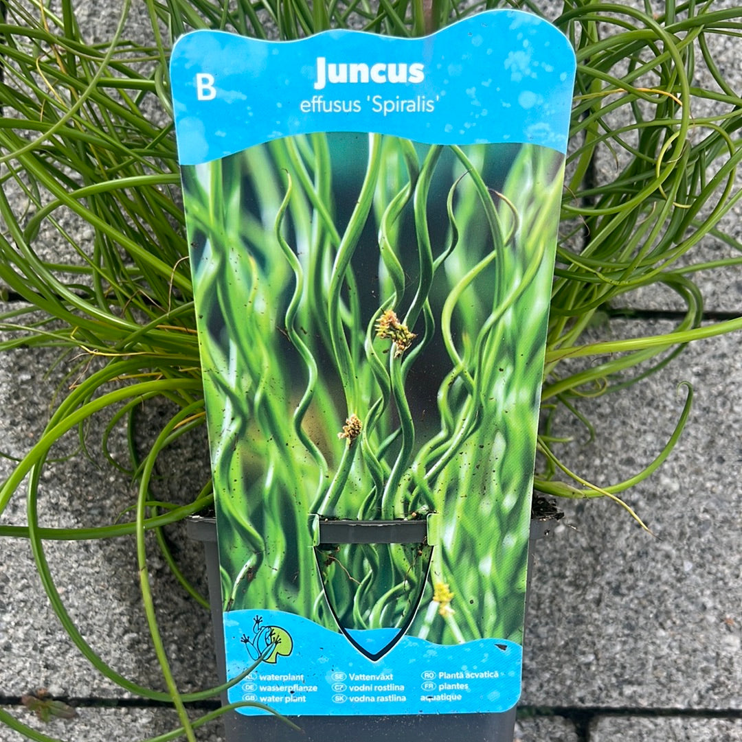Bilde av JUNCUS effusus spiralis-Spanne Plantesalg