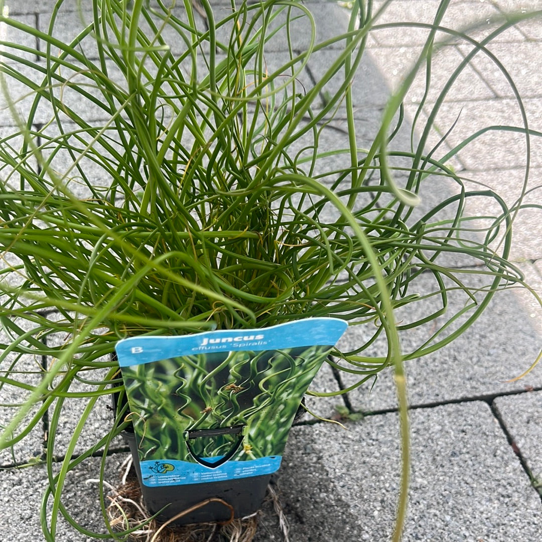 Bilde av JUNCUS effusus spiralis-Spanne Plantesalg