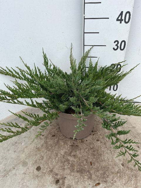 Bilde av JUNIPERUS HORIZONTALIS BLUE CHIP-Spanne Plantesalg