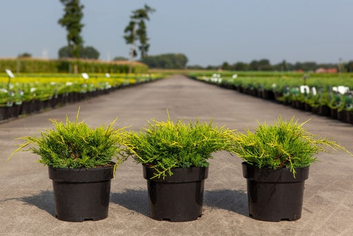 Bilde av JUNIPERUS PFITZERIANA GOLD COAST-Spanne Plantesalg