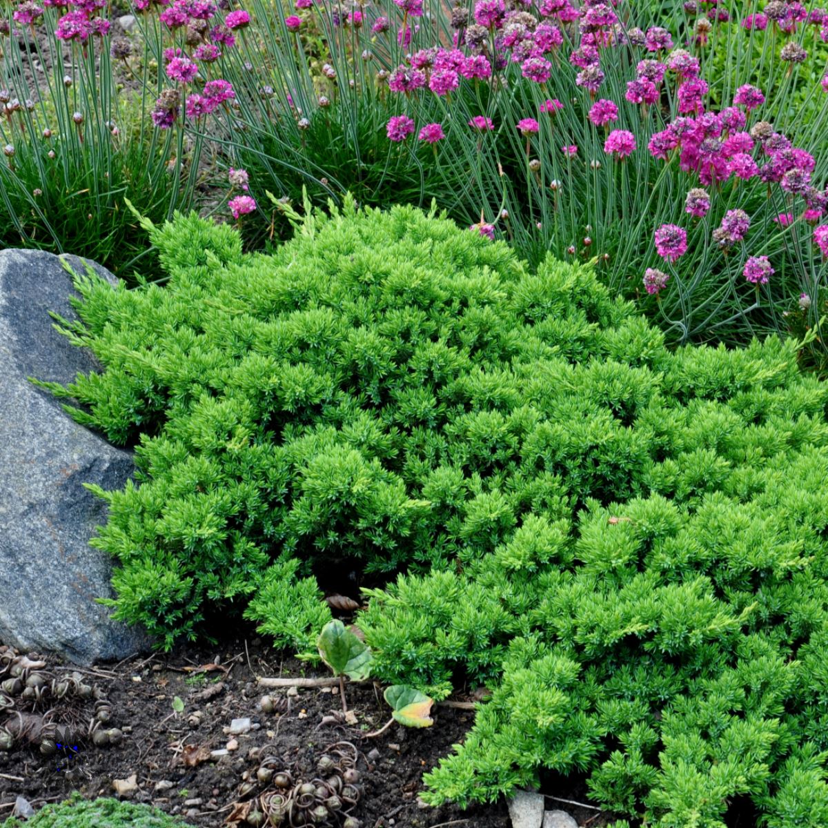 Bilde av Juniperus procumbens 'Nana'-Spanne Plantesalg