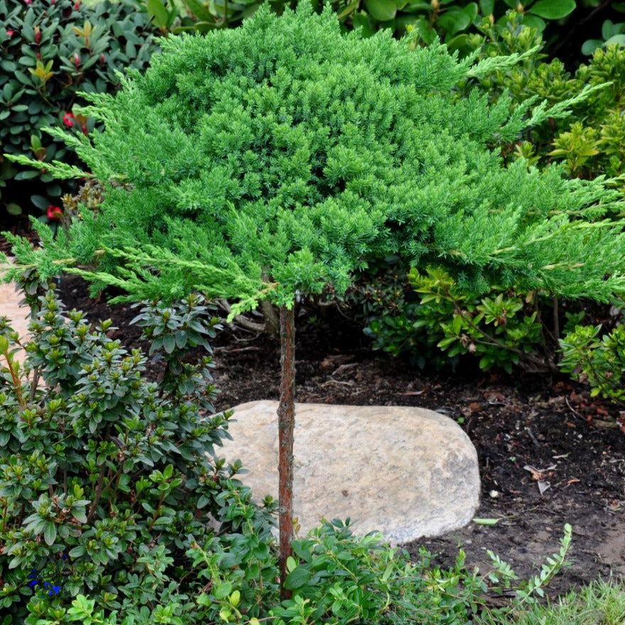 Bilde av Juniperus procumbens 'Nana'-Spanne Plantesalg