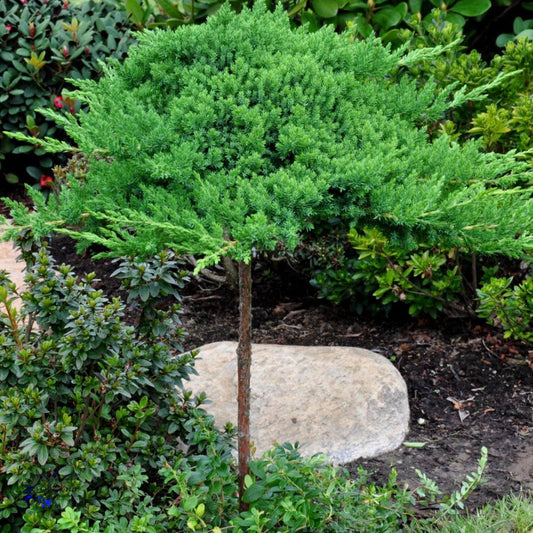 Bilde av Juniperus procumbens 'Nana'-Spanne Plantesalg