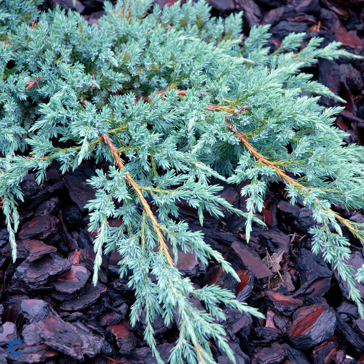 Bilde av Juniperus sq. Blue Carpet-Spanne Plantesalg