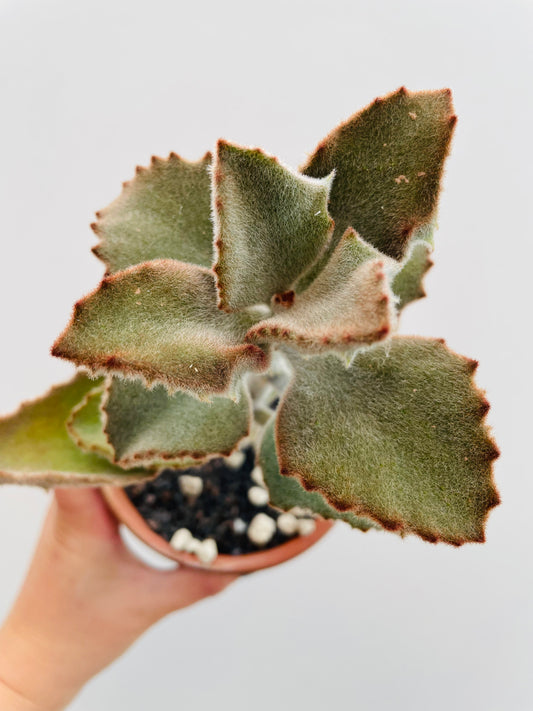 Bilde av Kalanchoe beharensis-Spanne Plantesalg