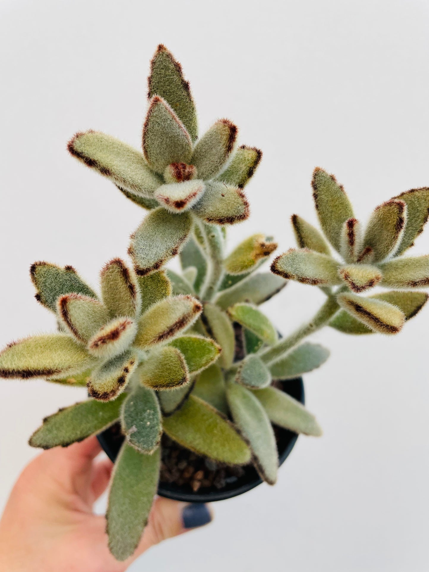 Bilde av Kalanchoe ‘Golden Girl’-Spanne Plantesalg