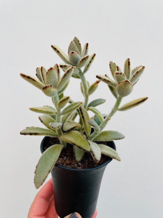 Bilde av Kalanchoe ‘Golden Girl’-Spanne Plantesalg