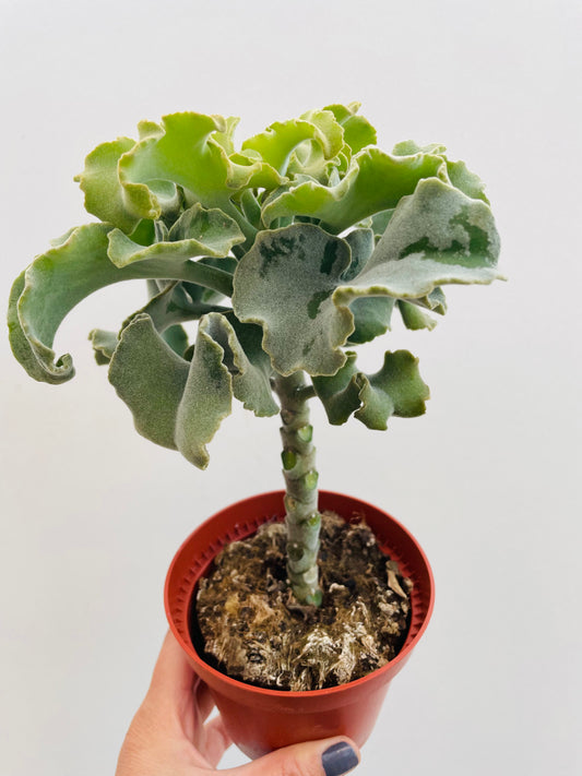 Bilde av Kalanchoe ‘Maltese Cross’-Spanne Plantesalg