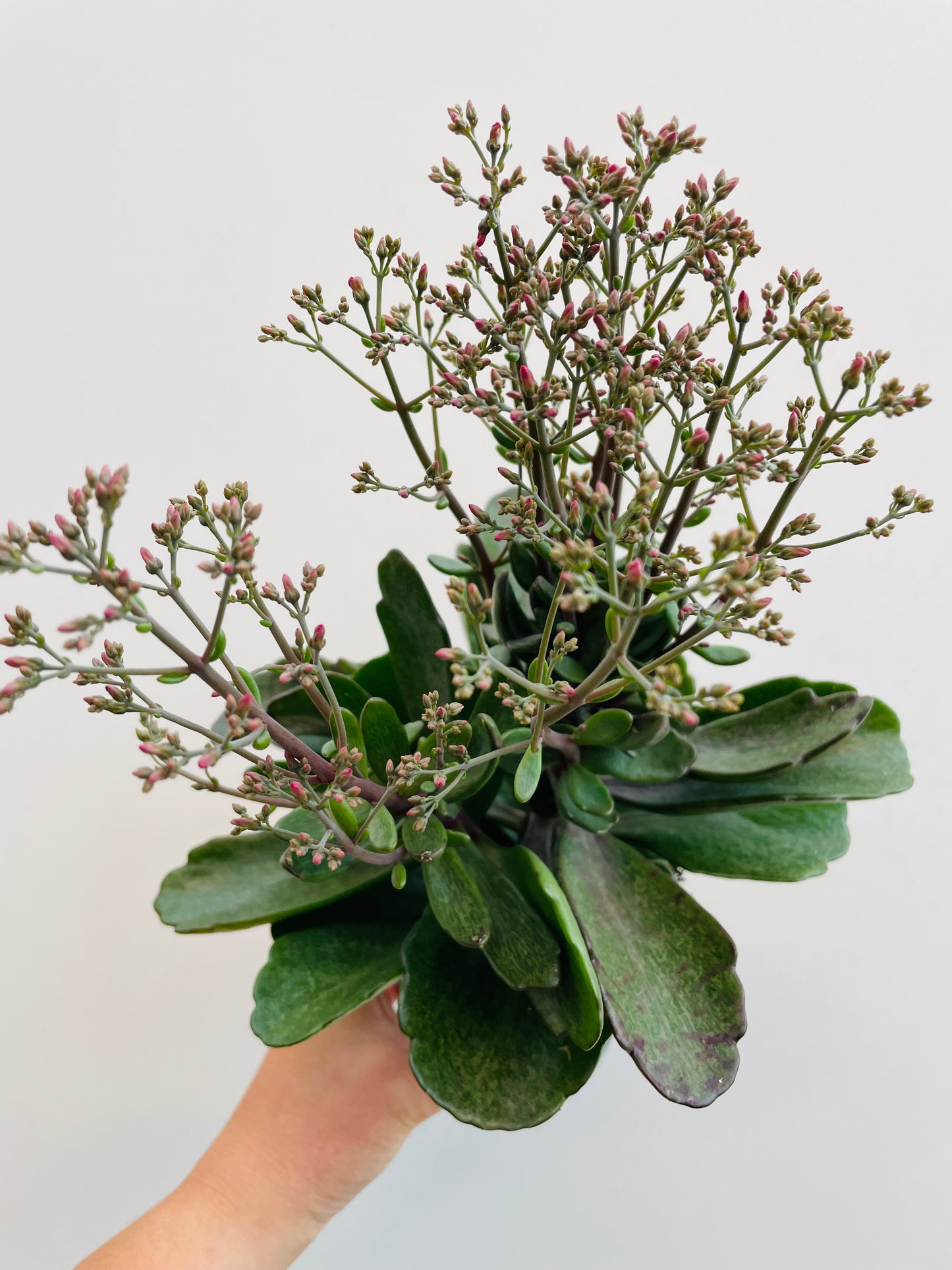 Bilde av Kalanchoe ‘Surprising Canyon’-Spanne Plantesalg