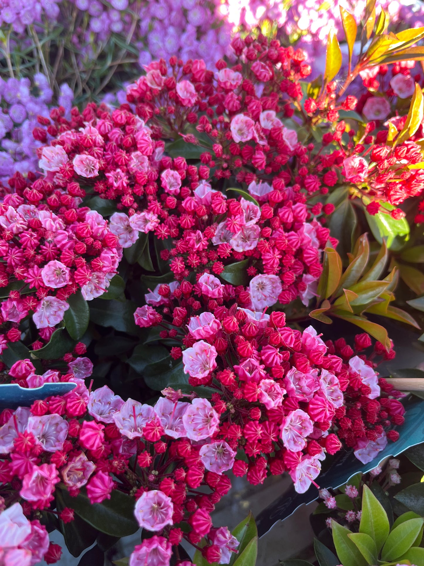 Bilde av Kalmia-Spanne Plantesalg