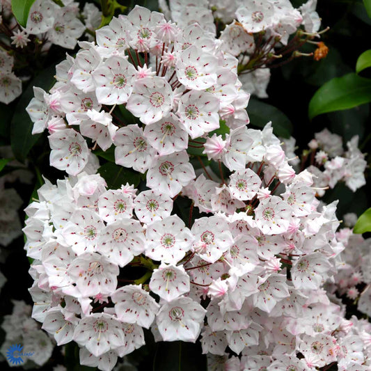Bilde av Kalmia latifolia-Spanne Plantesalg