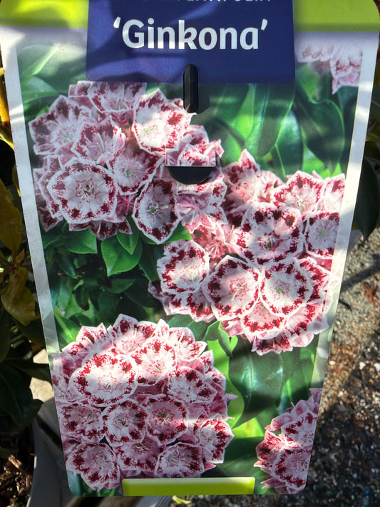 Bilde av Kalmia latifolia-Spanne Plantesalg