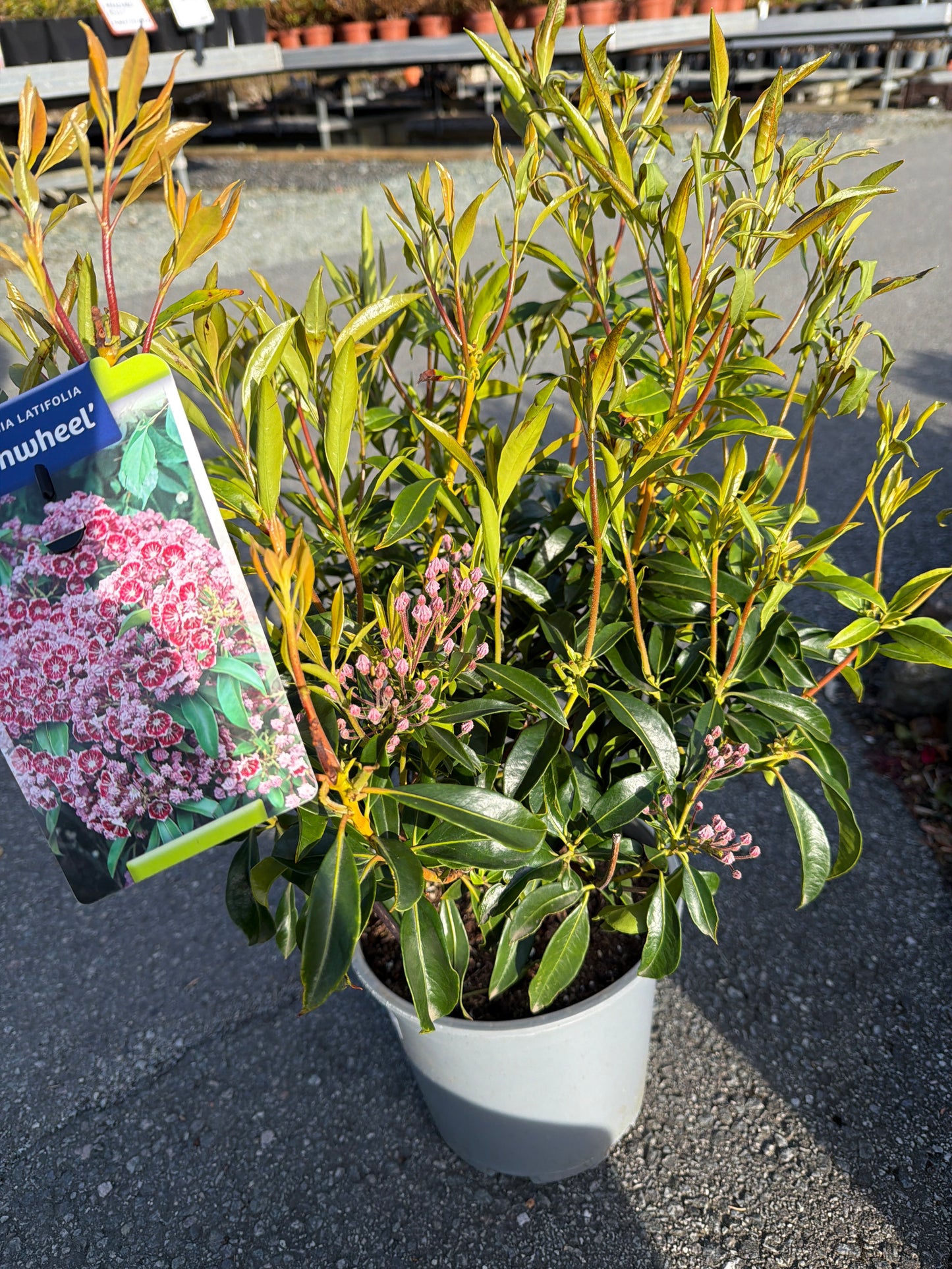 Bilde av Kalmia latifolia Pinwheel-Spanne Plantesalg