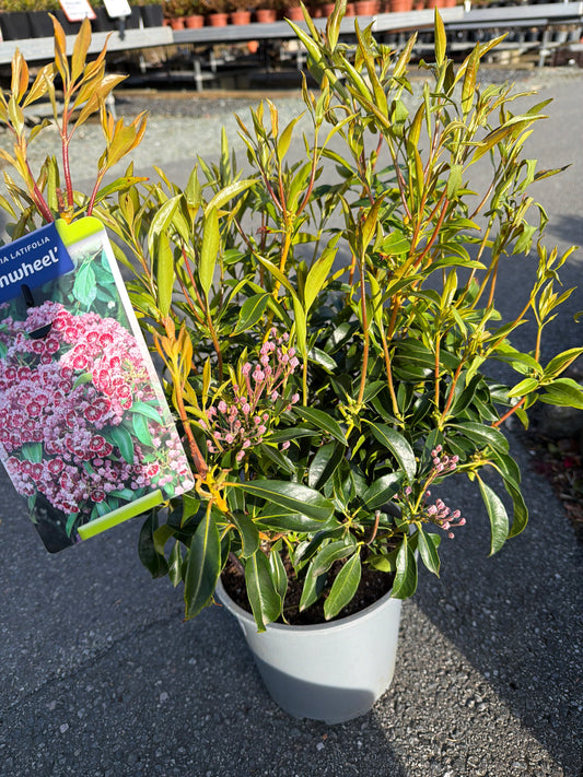 Bilde av Kalmia latifolia Pinwheel-Spanne Plantesalg