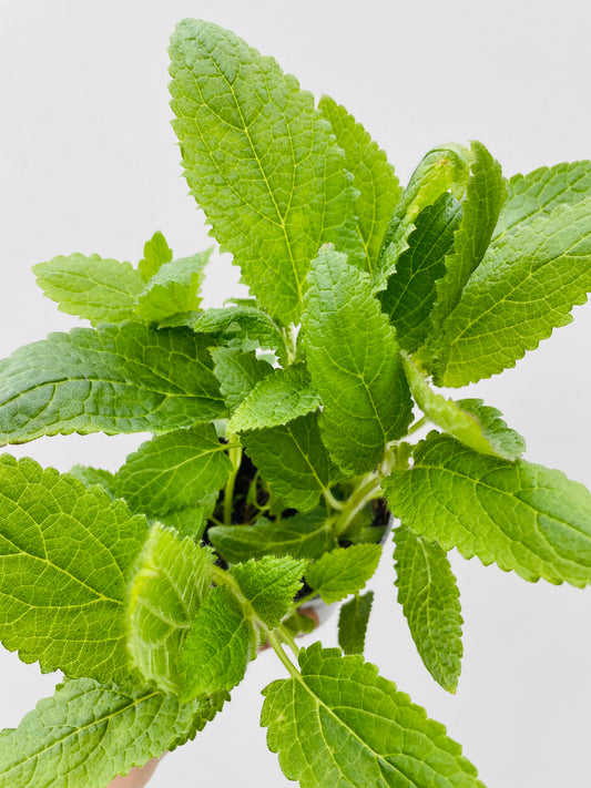 Bilde av Kinaskokk-Spanne Plantesalg