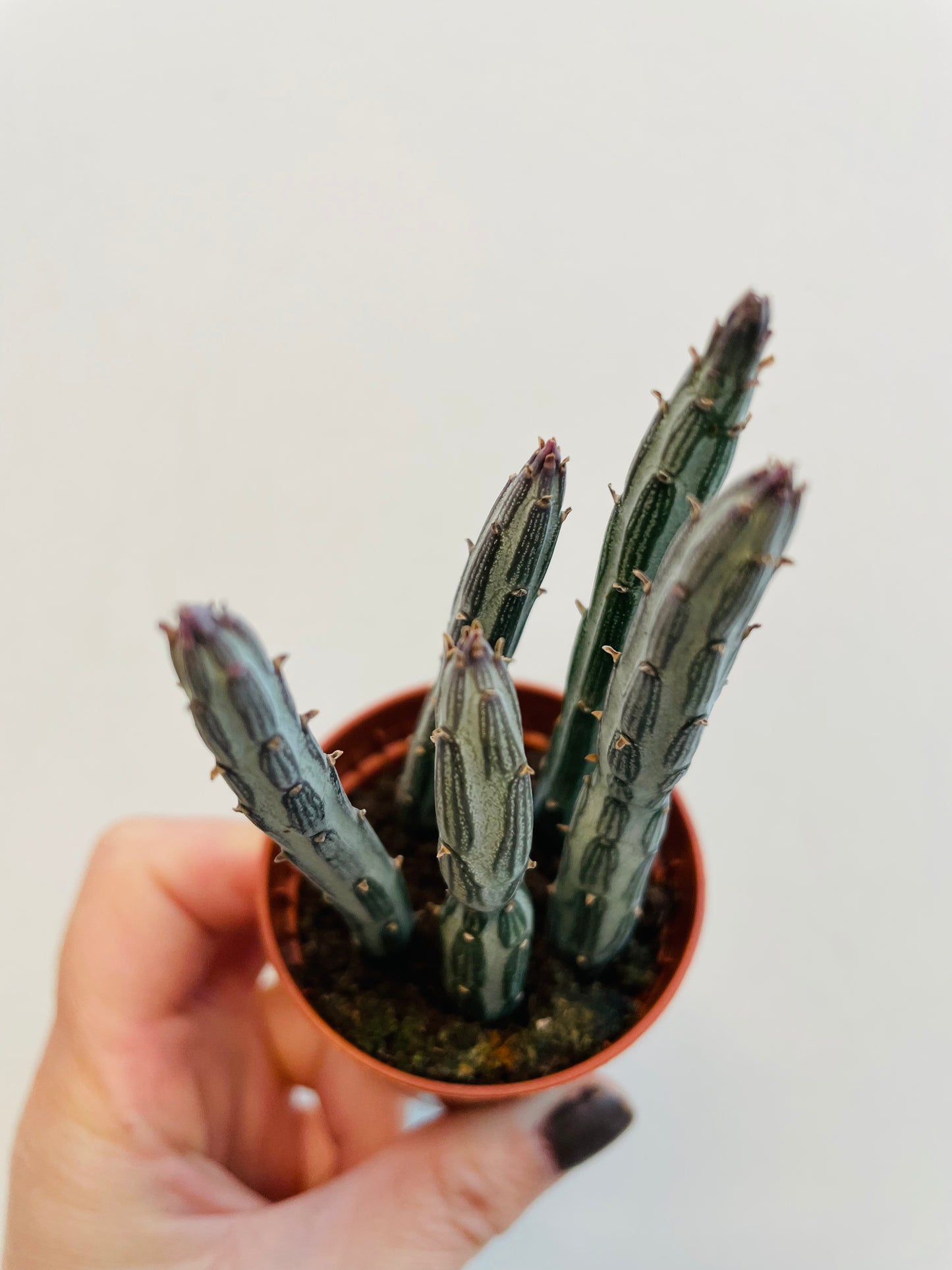 Bilde av Kleinia stapeliiformis-Spanne Plantesalg