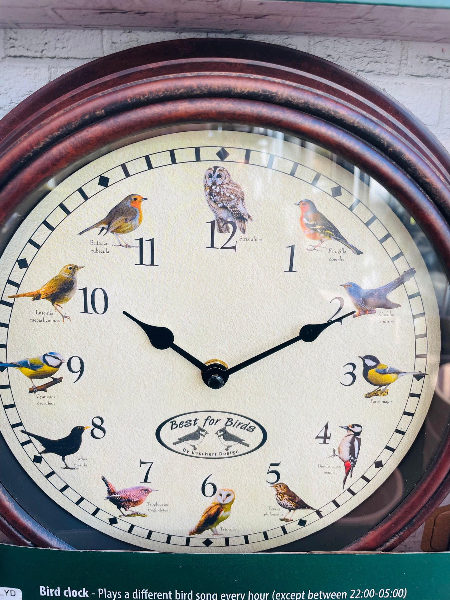 Bilde av Klokke med fuglelyd-Spanne Plantesalg