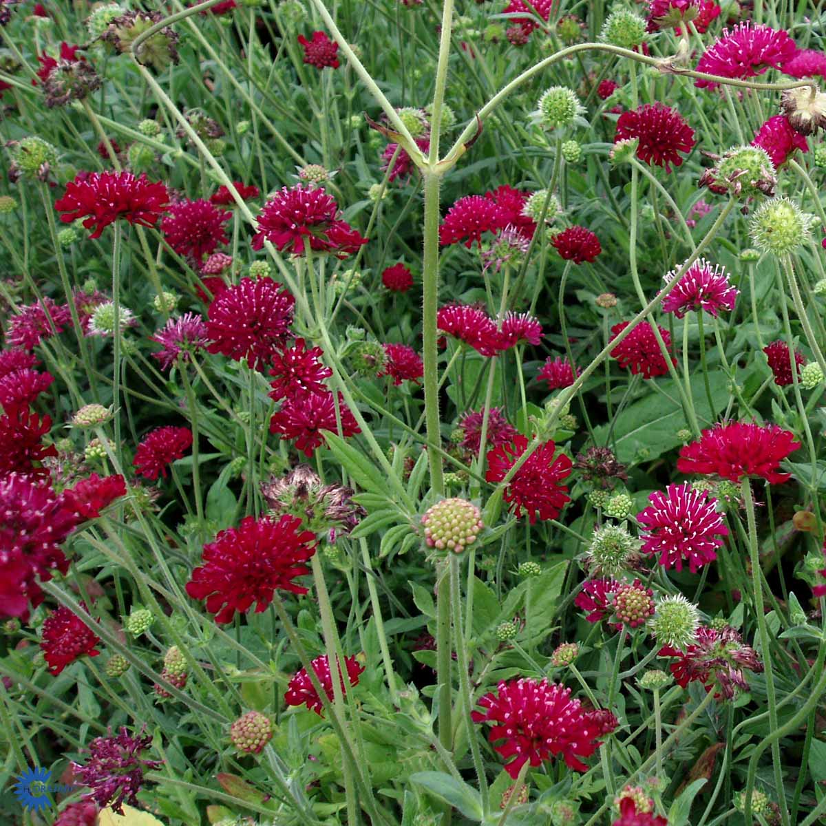 Bilde av Knautia m. 'Mars Midget'-Spanne Plantesalg