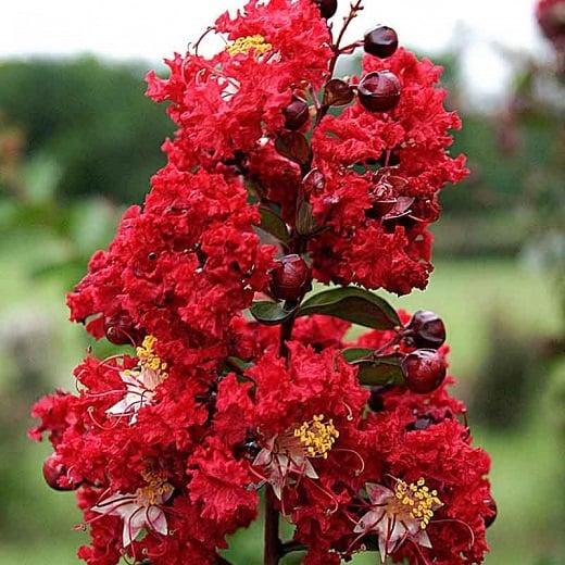 Bilde av Lagerstroemia x 'Dynamite'-Spanne Plantesalg