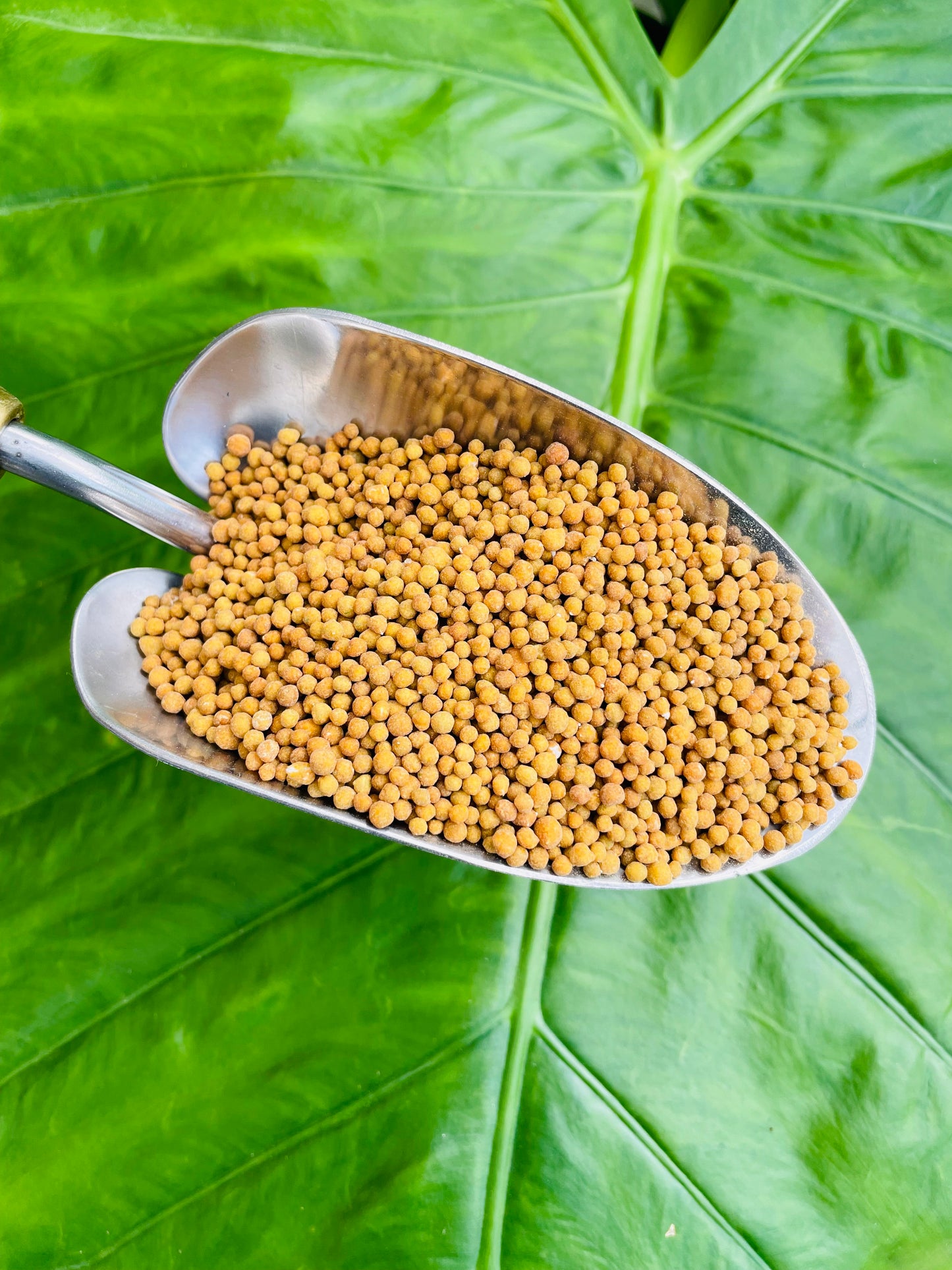 Bilde av Langtidsvirkende gjødsel Osmocote Exact Protect 5-6 mnd 0.5 kg-Spanne Plantesalg