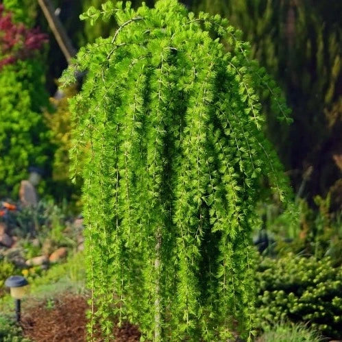 Bilde av Larix kaem. 'Stiff Weeping' C7,5 St.-Spanne Plantesalg