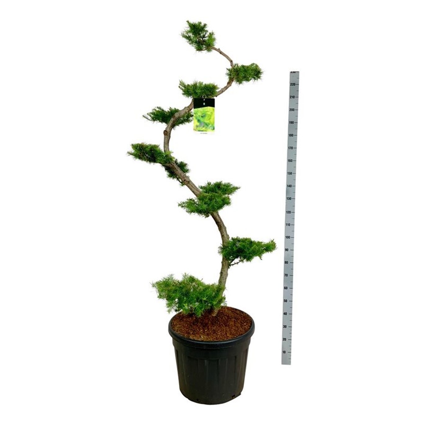 Bilde av Larix kaempferi bonsai-Spanne Plantesalg
