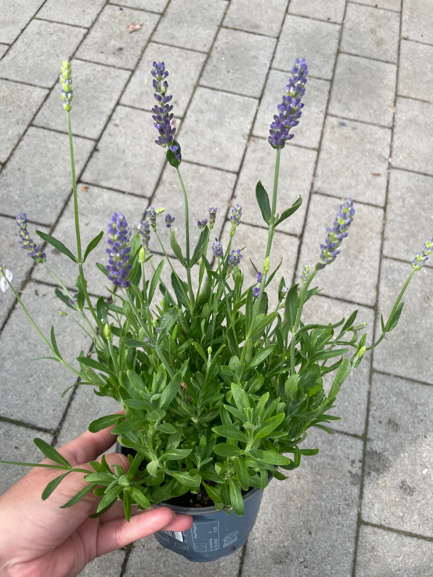 Bilde av LAVANDULA A. 'HIDCOT.BLUE STRAIN'-Spanne Plantesalg