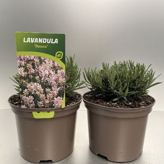 Bilde av LAVANDULA ANG. ROSEA-Spanne Plantesalg