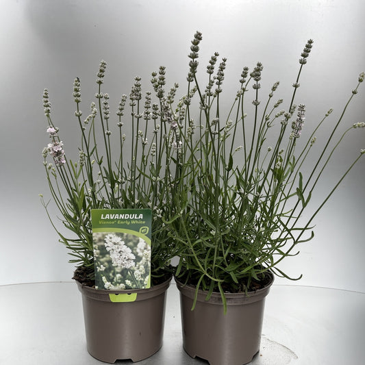 Bilde av Lavandula ang. Vienco Early White-Spanne Plantesalg