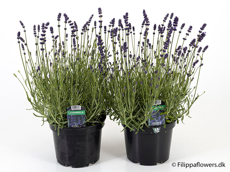 Bilde av LAVANDULA ANGUSTIFOLIA-Spanne Plantesalg