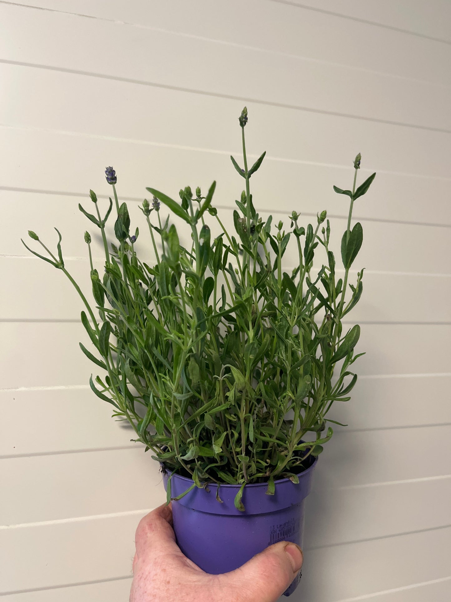 Bilde av Lavandula Hidcote-Spanne Plantesalg