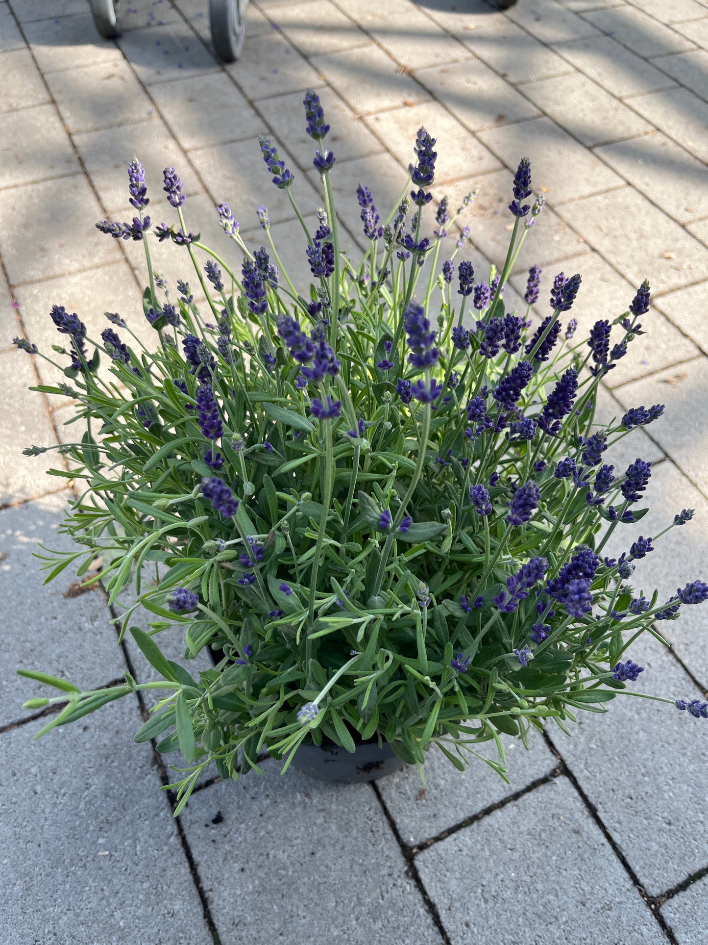 Bilde av Lavandula Hidcote-Spanne Plantesalg