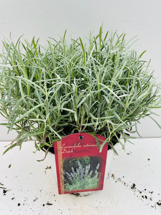 Bilde av LAVANDULA DUTCH-Spanne Plantesalg