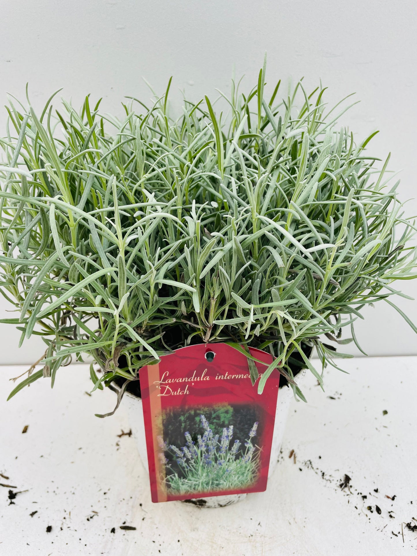 Bilde av LAVANDULA DUTCH-Spanne Plantesalg
