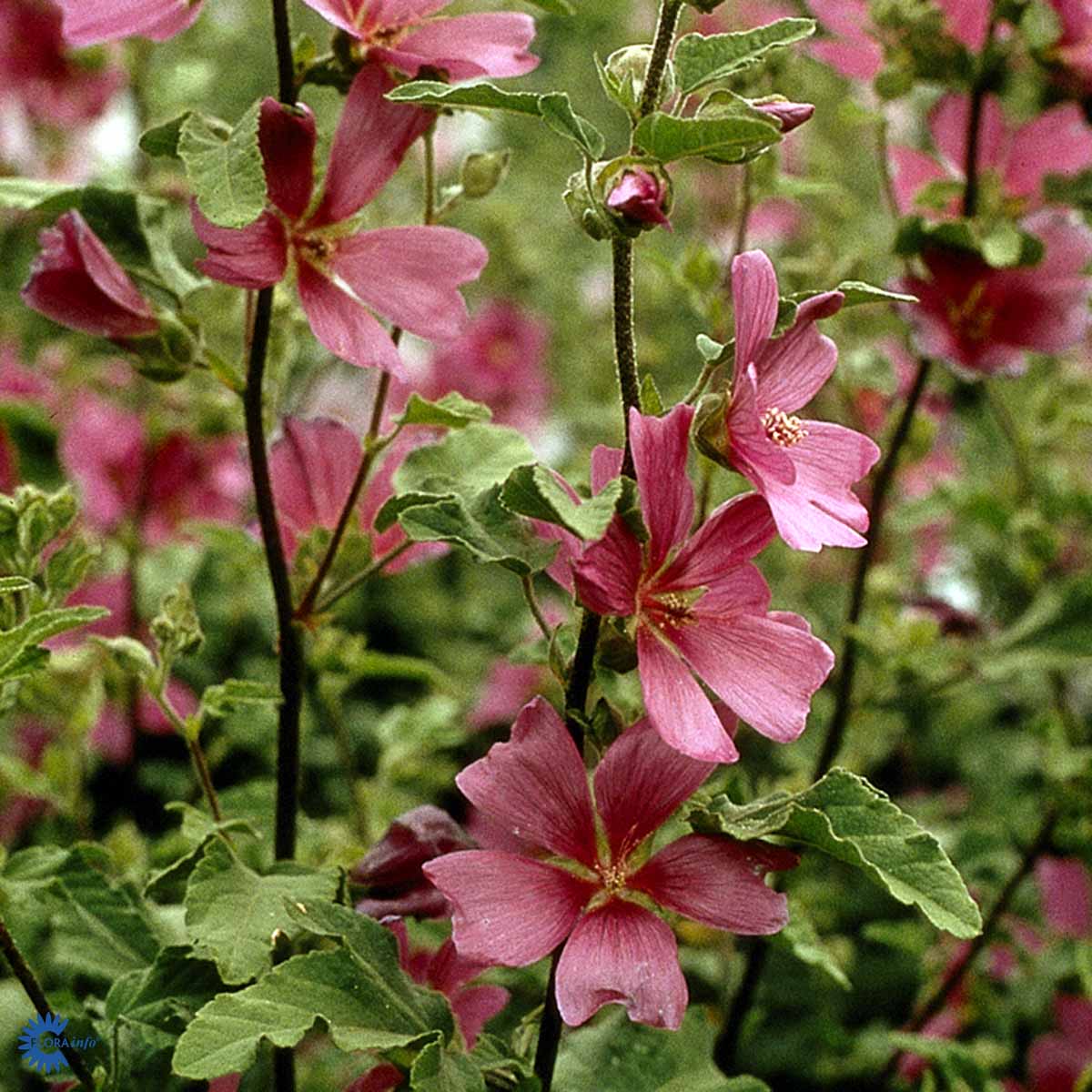 Bilde av Lavatera 'Burgundy Wine'-Spanne Plantesalg