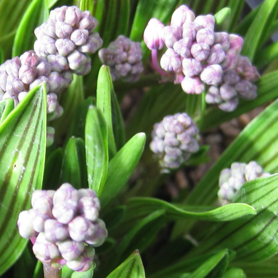 Bilde av Ledebouria cooperi-Spanne Plantesalg