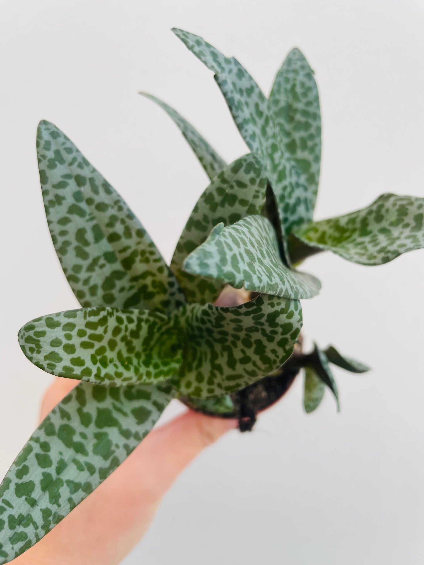 Bilde av Ledebouria socialis-Spanne Plantesalg