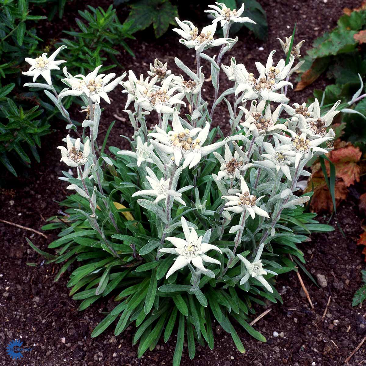 Bilde av Leontopodium alpinum-Spanne Plantesalg