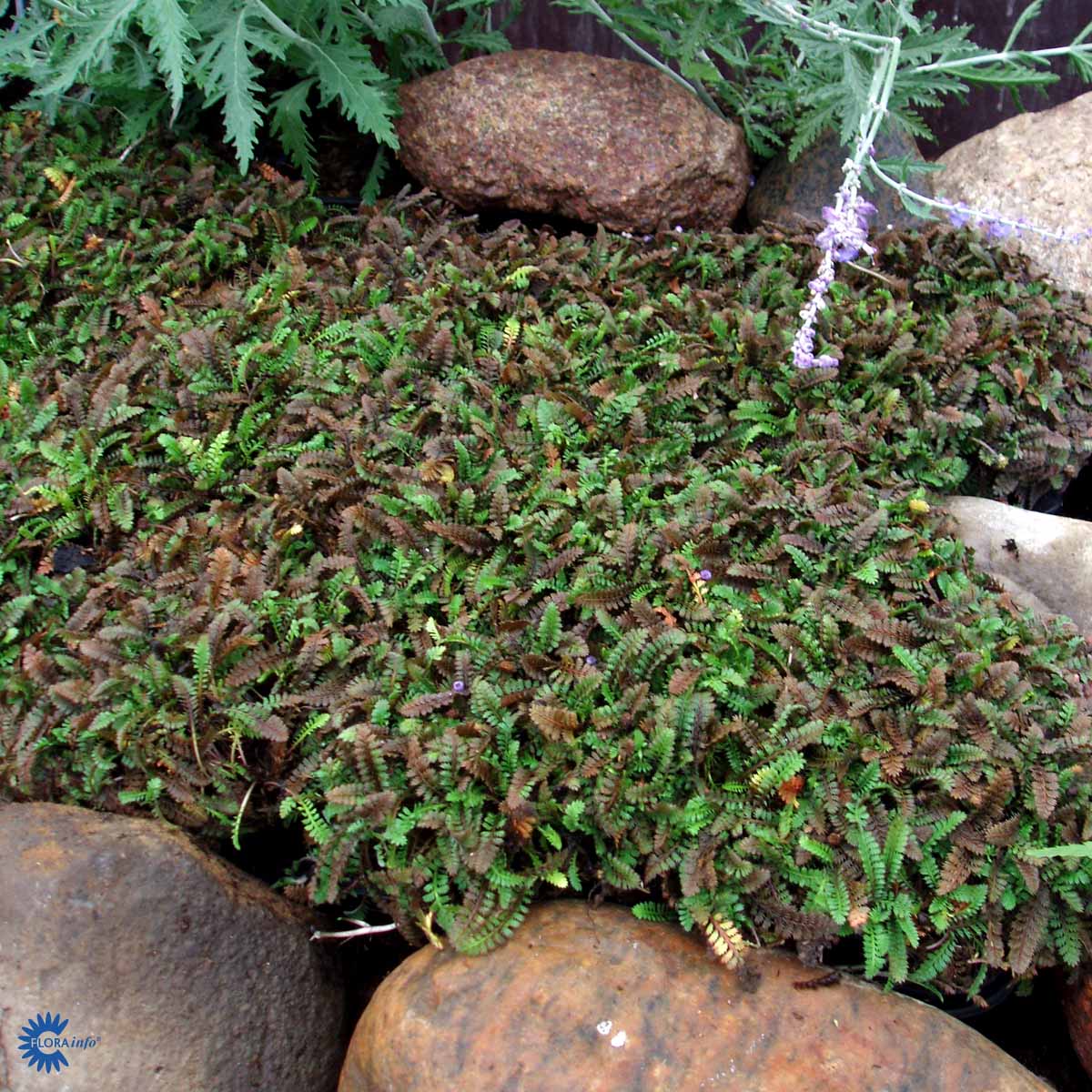 Bilde av Leptinella potentillina-Spanne Plantesalg