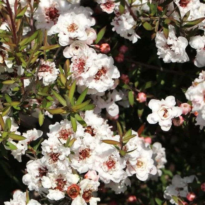 Bilde av Leptospermum scop. 'Snow Flurry'-Spanne Plantesalg