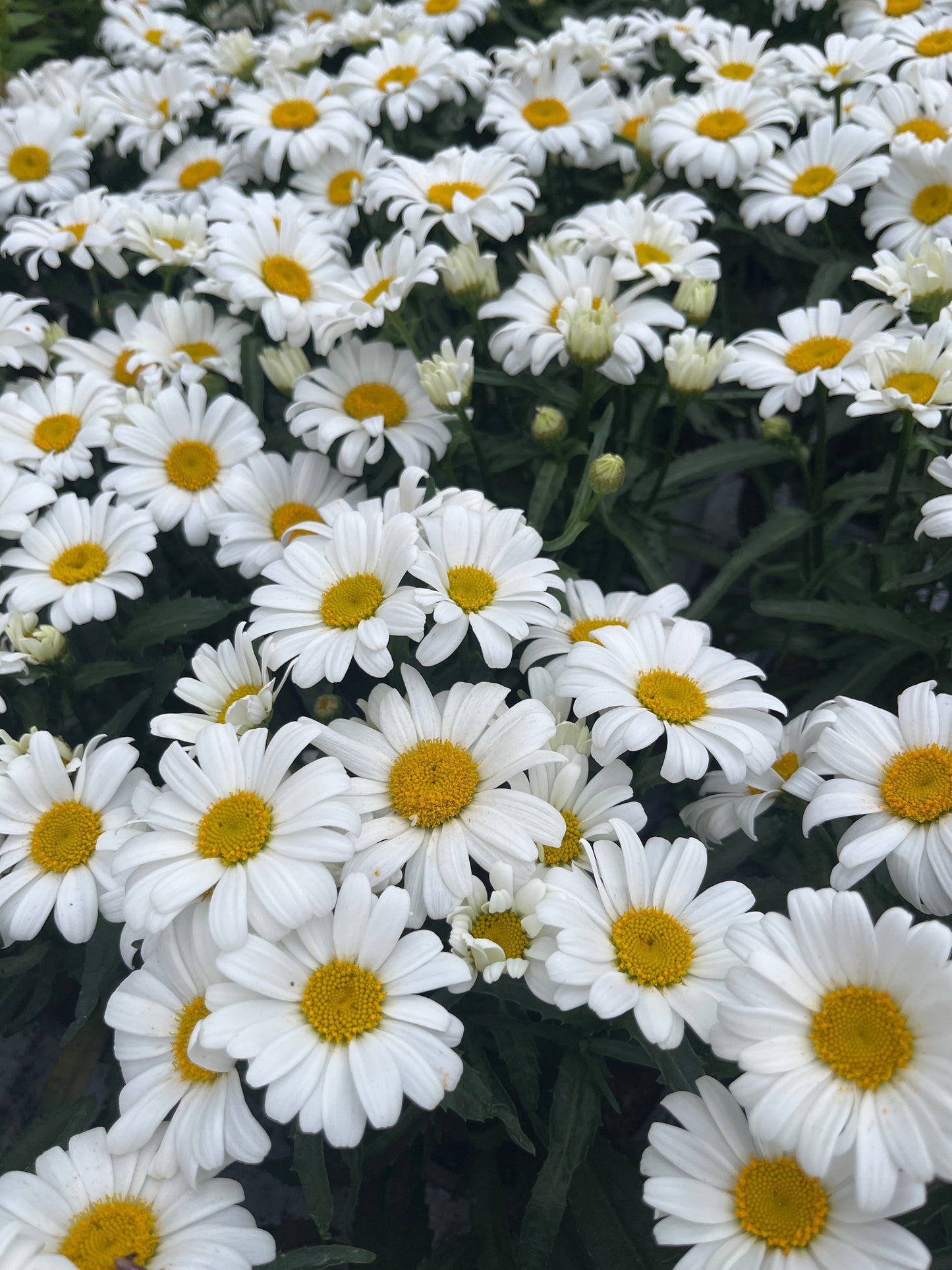 Bilde av Leucanthemum m. Western Star Leo-Spanne Plantesalg