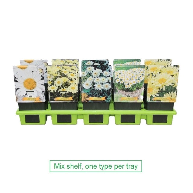 Bilde av Leucanthemum-Spanne Plantesalg