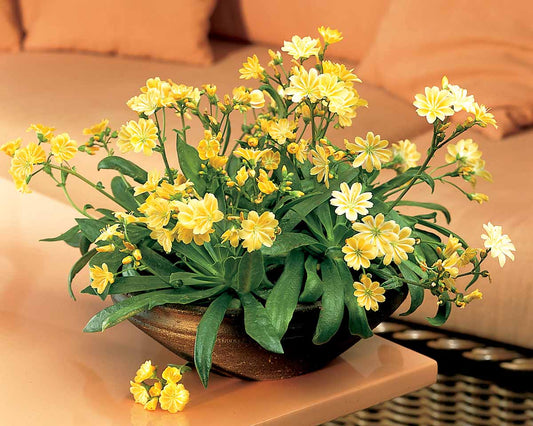 Bilde av Lewisia cotyledon-Spanne Plantesalg